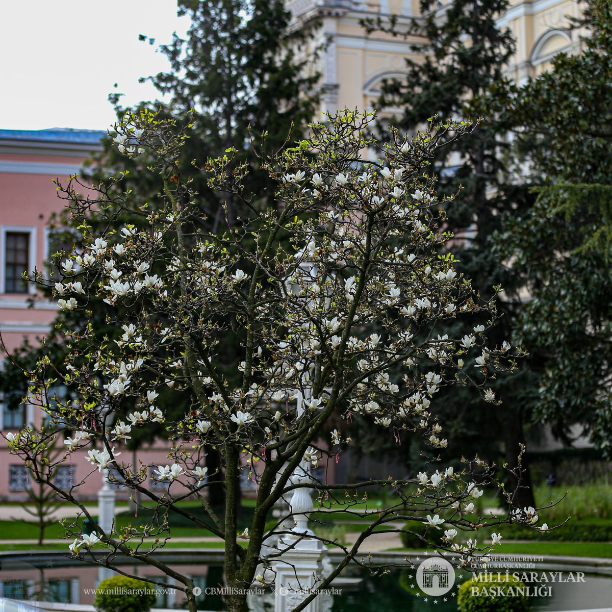 Dolmabahçe Sarayı’nı şenlendiren manolyaların son günleri. Boğaziçi’nin huzur veren manzarası ve Saray’ın görkemiyle birleşen bu görsel şölene tüm doğa ve tarihseverler davetli. The magnolias that liven up the garden of Dolmabahçe Palace are in their last days. All nature and…