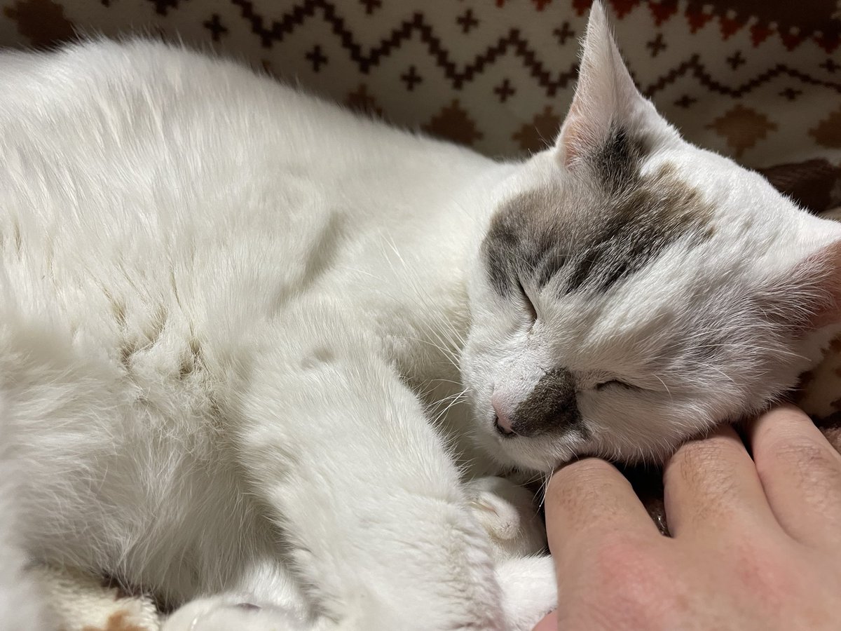 ヴェルマーナ❤️🩹 tweet media