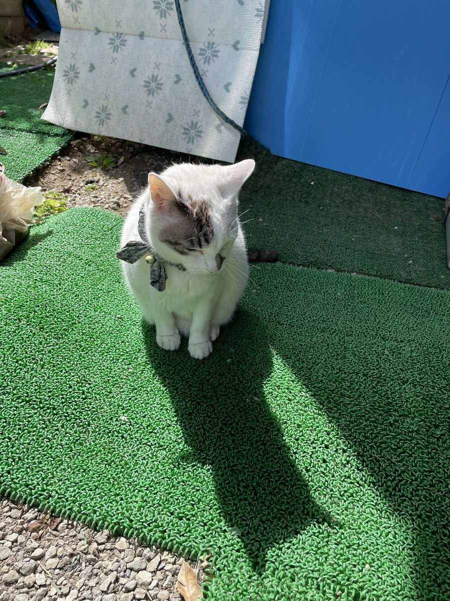 ヴェルマーナ❤️🩹 tweet media