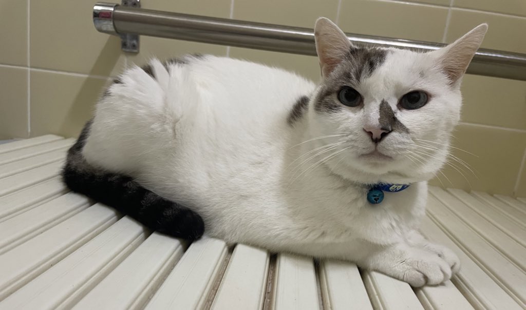 ヴェルマーナ❤️🩹 tweet media