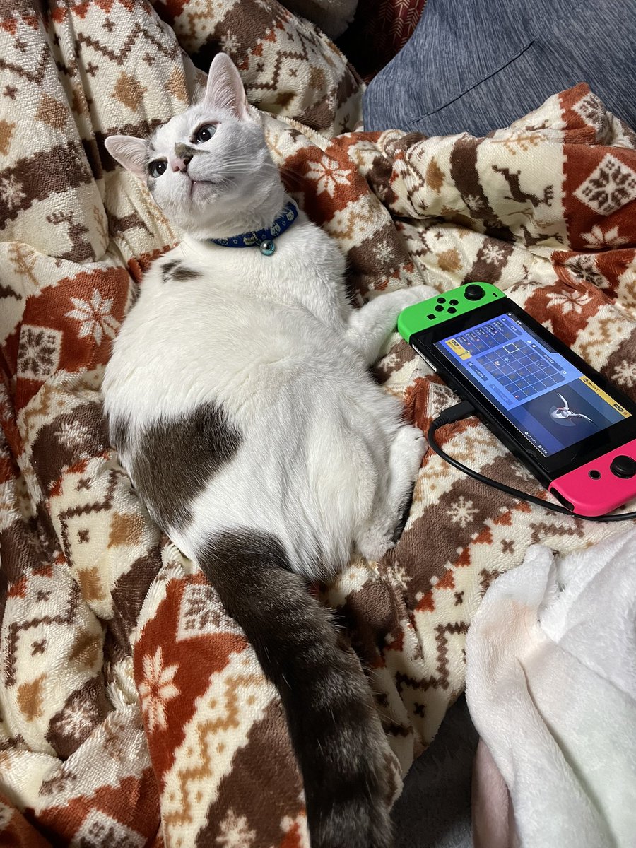 ヴェルマーナ❤️🩹 tweet media