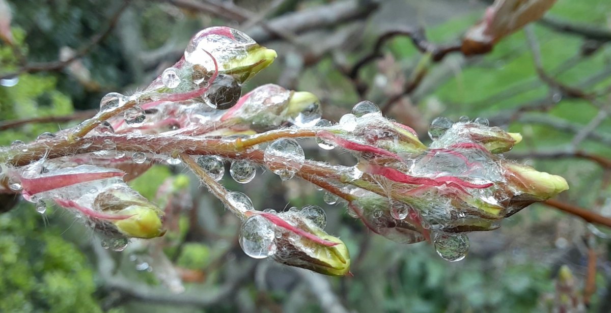 WNapBaukema's tweet photo. Nog in de #knop, #bloesem van het #krentenboompje in de #regen. Samen met de stijgende temperatuur zal het gauw gaan #bloeien #Amelanchier #natuur #lente https://t.co/uylykB4vTK