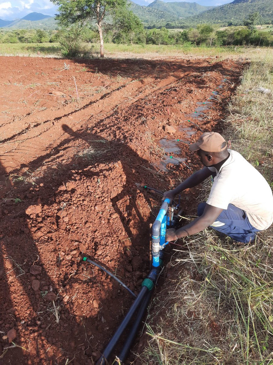 Shingie_Precise's tweet photo. #ChiisawoDrip. 📍🇿🇼Mutare pfacha. 1 Hactare Drip Irrigation done, direct from pump. From Design to Installations, get in touch +263713728800.

#dripirrigation #pumpinstallations #solarenergy https://t.co/vovfzzJKtg