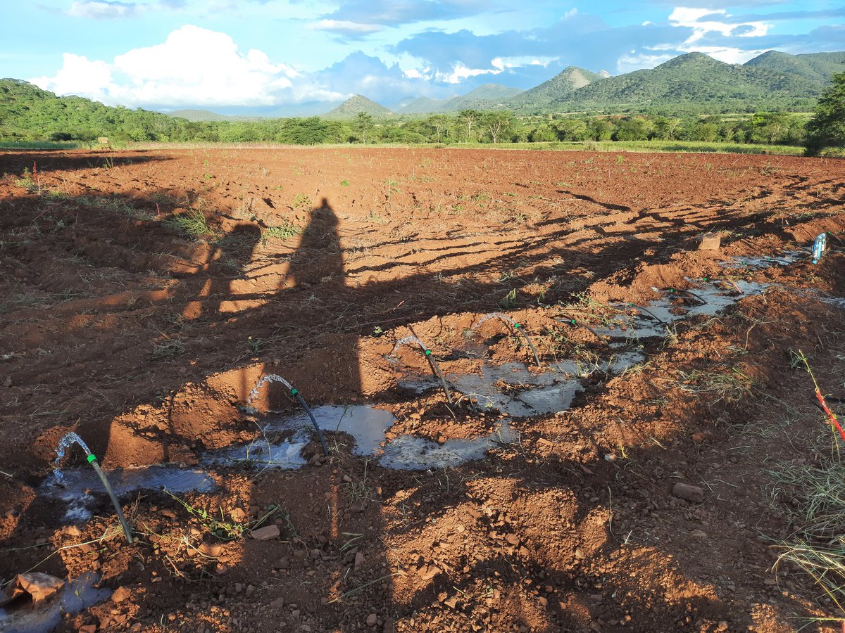 Shingie_Precise's tweet photo. #ChiisawoDrip. 📍🇿🇼Mutare pfacha. 1 Hactare Drip Irrigation done, direct from pump. From Design to Installations, get in touch +263713728800.

#dripirrigation #pumpinstallations #solarenergy https://t.co/vovfzzJKtg