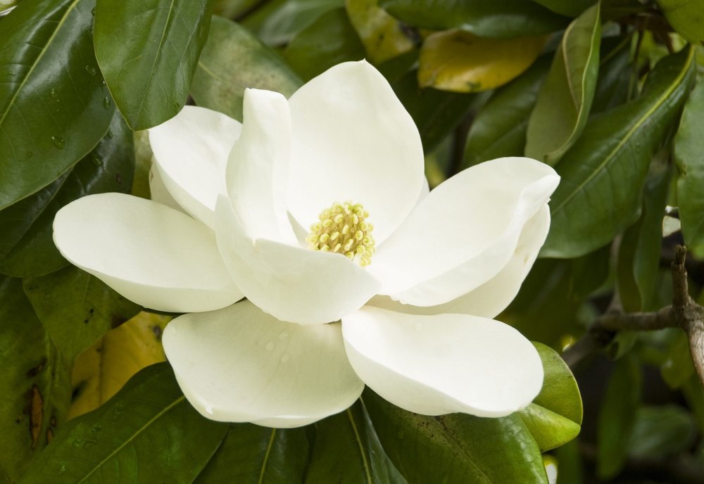 narottamsahoo's tweet photo. Did you know? #Magnolias are one of the oldest #flowering plants, having evolved on #Earth as far back as 95 million years ago during the #Cretaceous period.
Since this was before #bees, they developed to rely on #beetles for #pollination.
To avoid #selfpollination, the #flowers open in the day and close at #night, trapping the #insect inside until #morning when it flies off to find another plant.