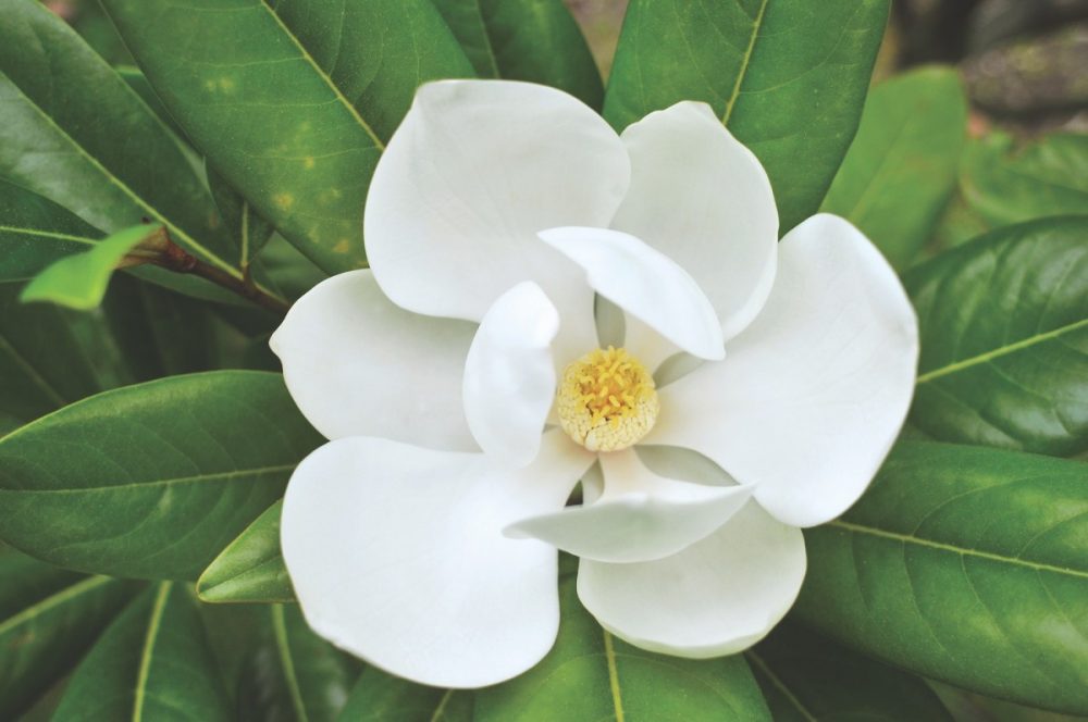 narottamsahoo's tweet photo. Did you know? #Magnolias are one of the oldest #flowering plants, having evolved on #Earth as far back as 95 million years ago during the #Cretaceous period.
Since this was before #bees, they developed to rely on #beetles for #pollination.
To avoid #selfpollination, the #flowers open in the day and close at #night, trapping the #insect inside until #morning when it flies off to find another plant.