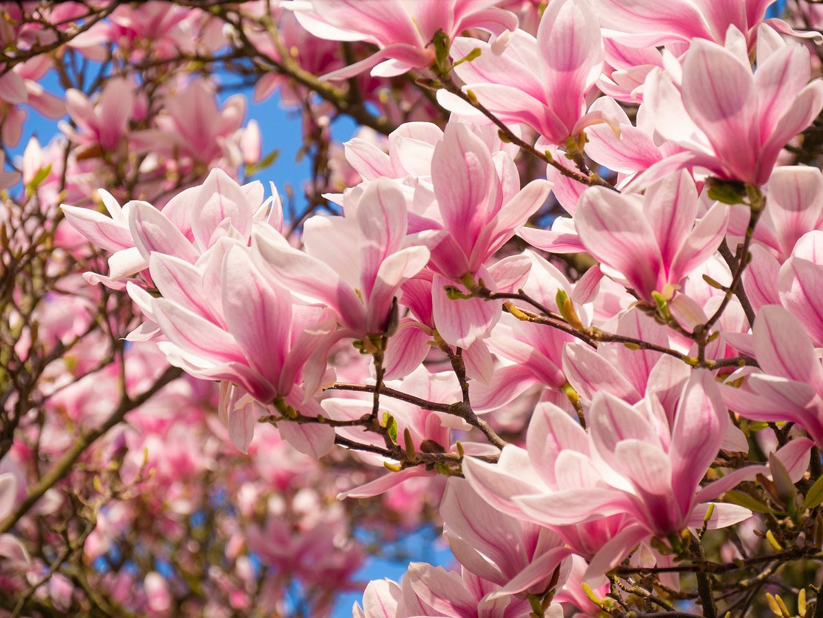 narottamsahoo's tweet photo. Did you know? #Magnolias are one of the oldest #flowering plants, having evolved on #Earth as far back as 95 million years ago during the #Cretaceous period.
Since this was before #bees, they developed to rely on #beetles for #pollination.
To avoid #selfpollination, the #flowers open in the day and close at #night, trapping the #insect inside until #morning when it flies off to find another plant.