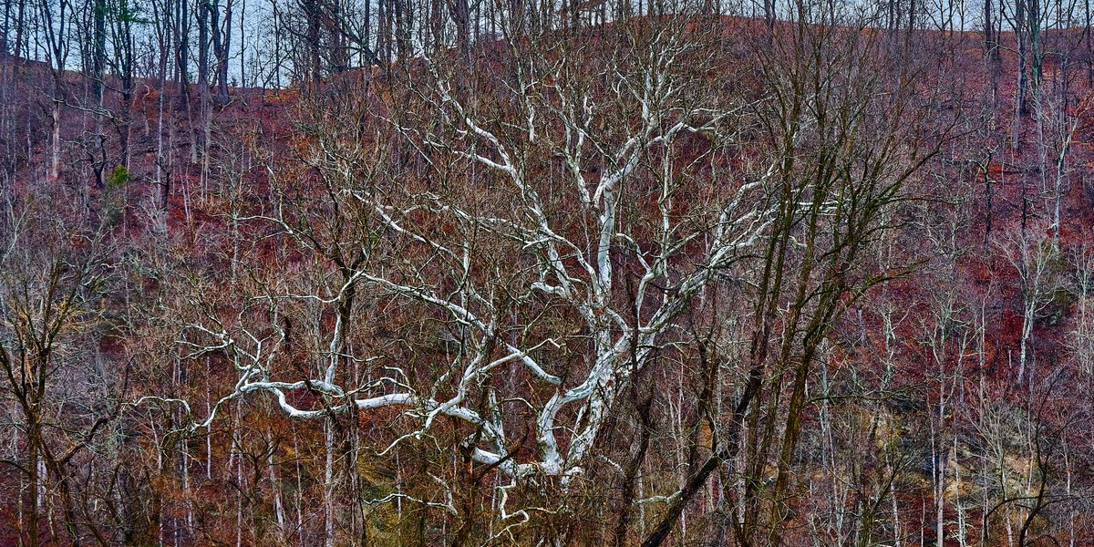 This white tree is located along the New River in Radford, Virginia. It is in Bisset Park with 57 acres along the waterfront. #photography #fineartphotography #trees #whitebark #fall #winter #forest #NewRiver #river #landscapephotography #NaturePhotography #nature