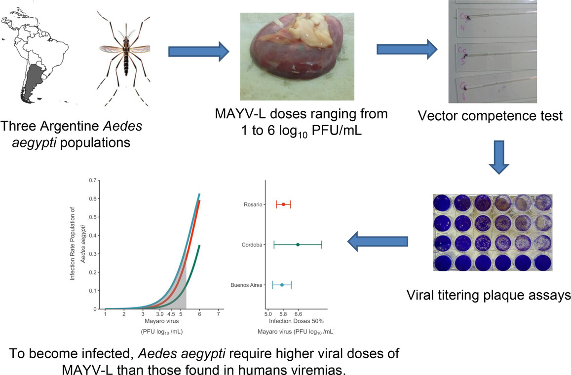 Assessment of #MayaroVirus vector competence of the mosquito #Aedes aegypti (Linnaeus, 1762) populations in Argentine using dose–response assays: doi.org/10.1111/mve.12… 
#InsectVectors #InsectBorneDiseases #Culicidae #MAYV