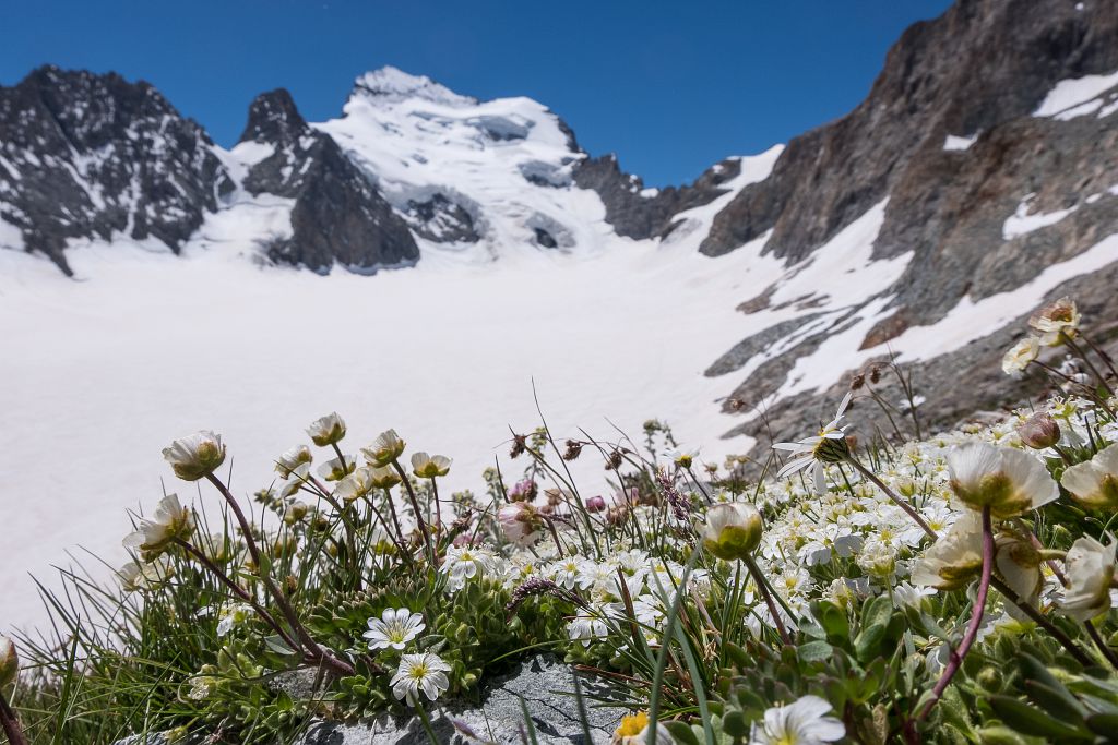 🥳 Le Parc national des Écrins fête ses 51 ans aujourd'hui !
On en profite pour vous parler de nous en quelques chiffres 😉 Les Écrins, ce sont :
➡️ 150 sommets à plus de 3 000 m
➡️ Plus de 3 000 espèces végétales et 6 000 animales
➡️ 750 km de sentiers entretenus