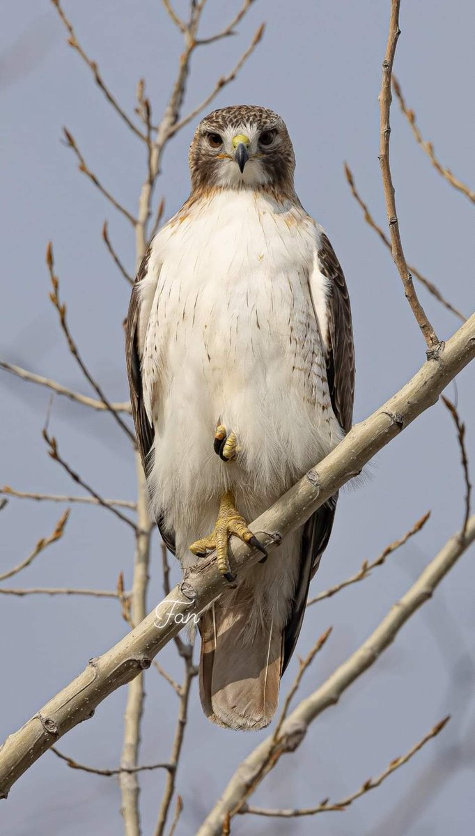Go Hawks!  <a href="/IowaWBB/">Iowa Women's Basketball</a> <a href="/uiowa/">University of Iowa</a> <a href="/TippieIowa/">Tippie College of Business</a> #nature #NaturePhotography #redtailhawk
#GoHawks #MarchMadness2024