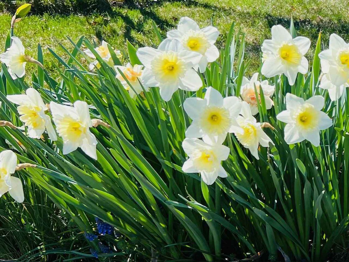 Don’t forget our spring fundraiser! Keep the music playing here: …scountryfoundation.networkforgood.com Every dollar goes to playing your music, all day, every day!