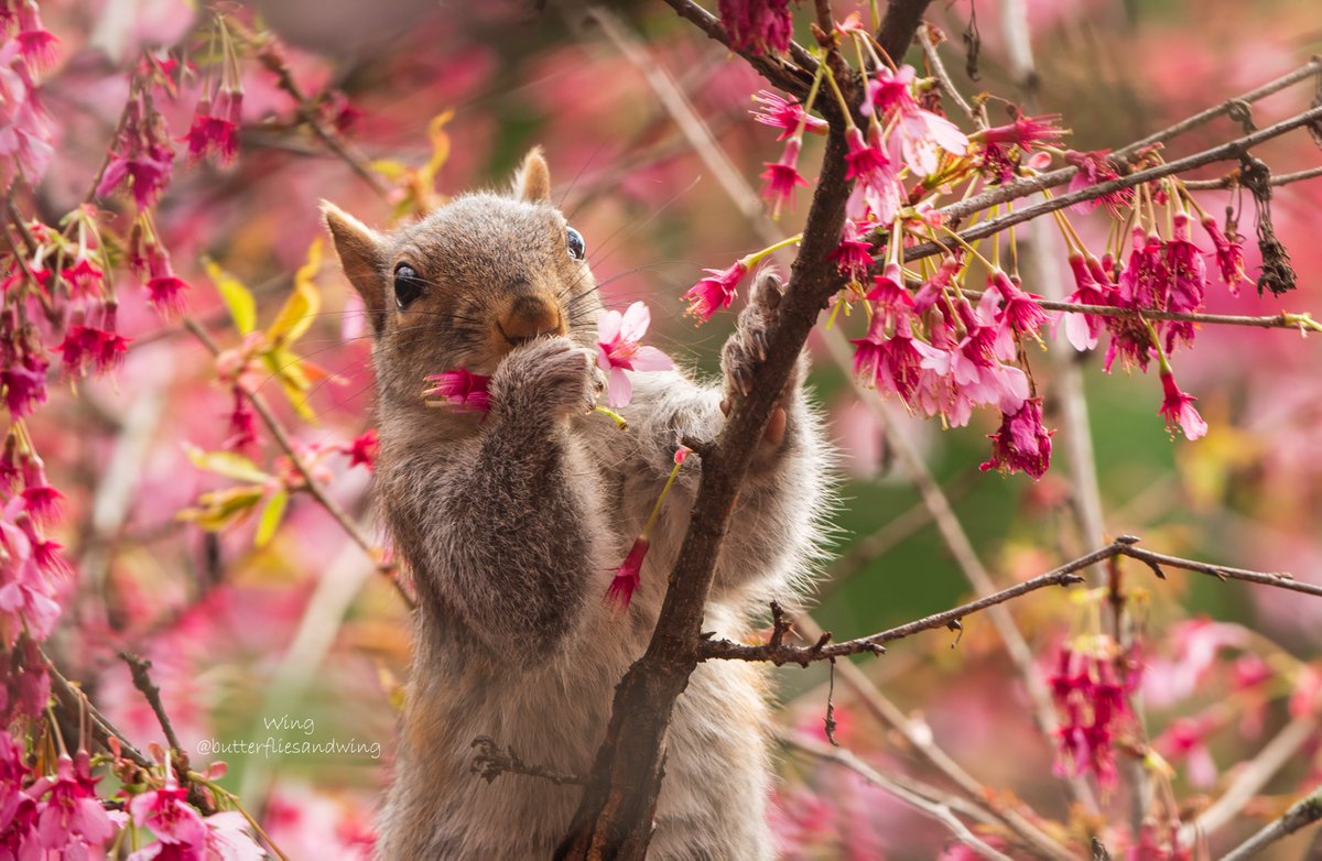 Flower-rich habitats provide valuable wildlife habitat and help to improve populations of beneficial insects and the squirrels are enjoying it too! #wildlife #CherryBlossoms #cuteanimal #spring #Pink