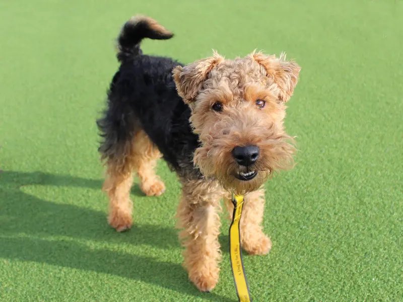 DT_Essex's tweet photo. 📣 TERRIER FANS 📣

It’s #NationalTerrierDay &amp; we have 4️⃣ terrific terriers looking for homes 😍🏡

Meet:
🐶 BRYN the bold welshie
🐶 ALFIE the amazing staffie
🐶 BOBERTY the brave patterdale 
🐶 SHADOW the super staffie 
 
@DogsTrust (1/2) https://t.co/G93zOVFE9C