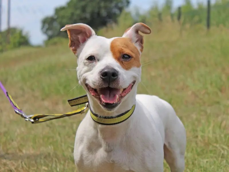 DT_Essex's tweet photo. 📣 TERRIER FANS 📣

It’s #NationalTerrierDay &amp; we have 4️⃣ terrific terriers looking for homes 😍🏡

Meet:
🐶 BRYN the bold welshie
🐶 ALFIE the amazing staffie
🐶 BOBERTY the brave patterdale 
🐶 SHADOW the super staffie 
 
@DogsTrust (1/2) https://t.co/G93zOVFE9C