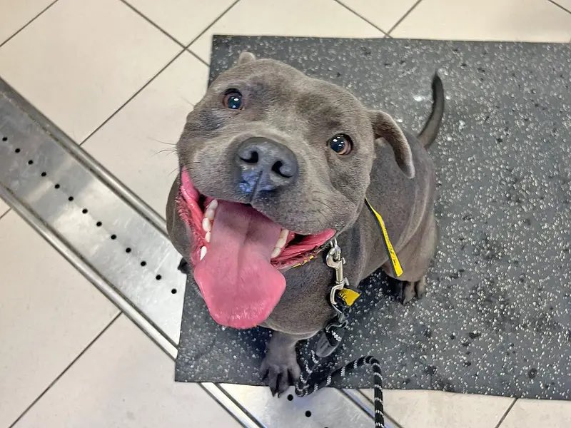 DT_Essex's tweet photo. 📣 TERRIER FANS 📣

It’s #NationalTerrierDay &amp; we have 4️⃣ terrific terriers looking for homes 😍🏡

Meet:
🐶 BRYN the bold welshie
🐶 ALFIE the amazing staffie
🐶 BOBERTY the brave patterdale 
🐶 SHADOW the super staffie 
 
@DogsTrust (1/2) https://t.co/G93zOVFE9C