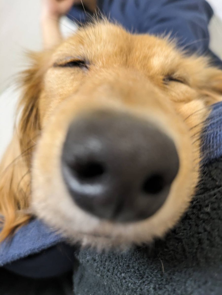 爆睡中💤
息子がこんな近くで写真とっても起きません🤭

#爆睡 #はなでか #室内犬初心者  #癒し  #可愛いしかない #犬のいる生活  #ダックスフント #犬好きさんと繋がりたい