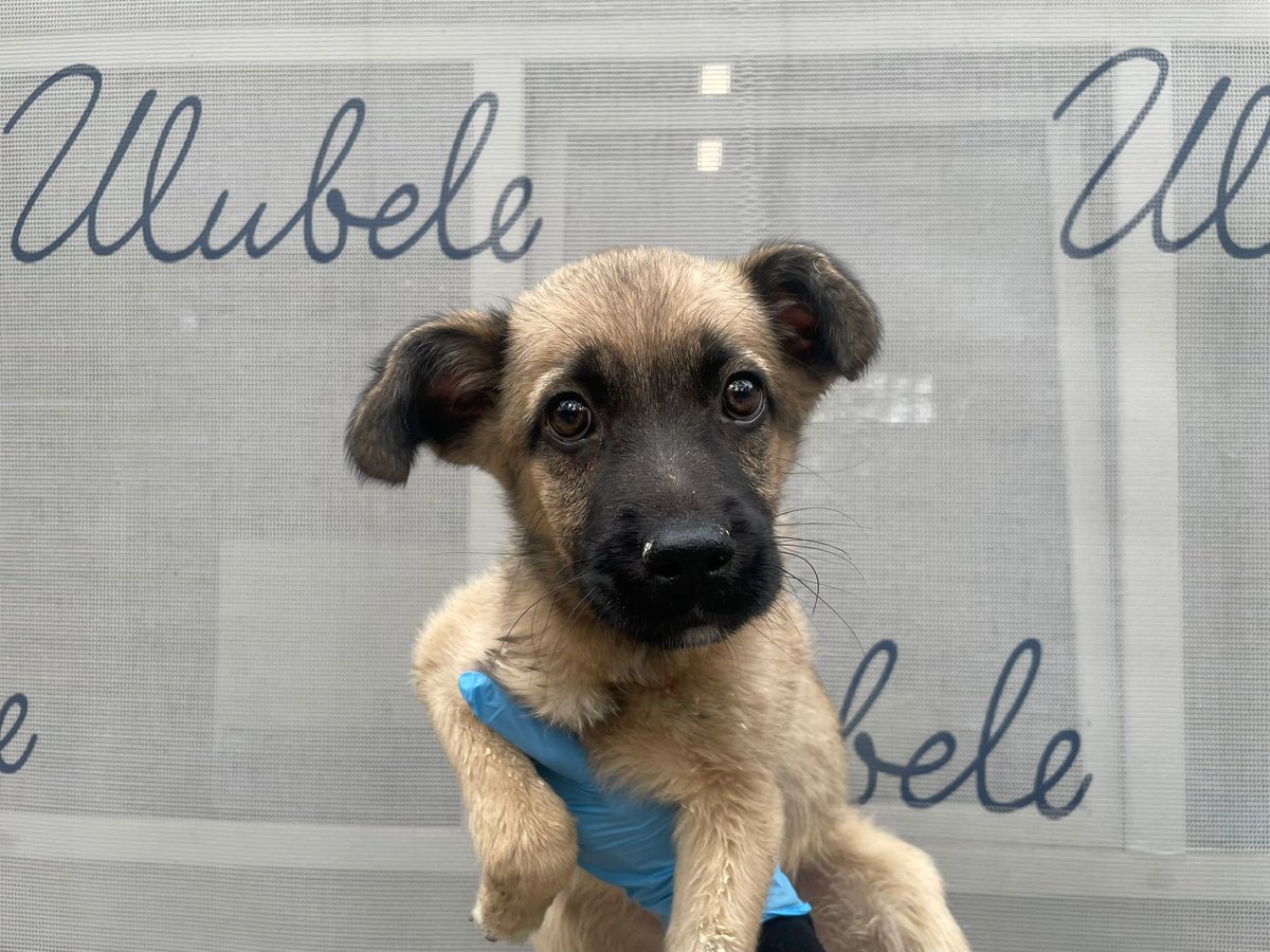 Ulubele's tweet image. ....nupat divi mazi kucēni vieni atrasti atstāti Rīgā, Ieriķa 36....