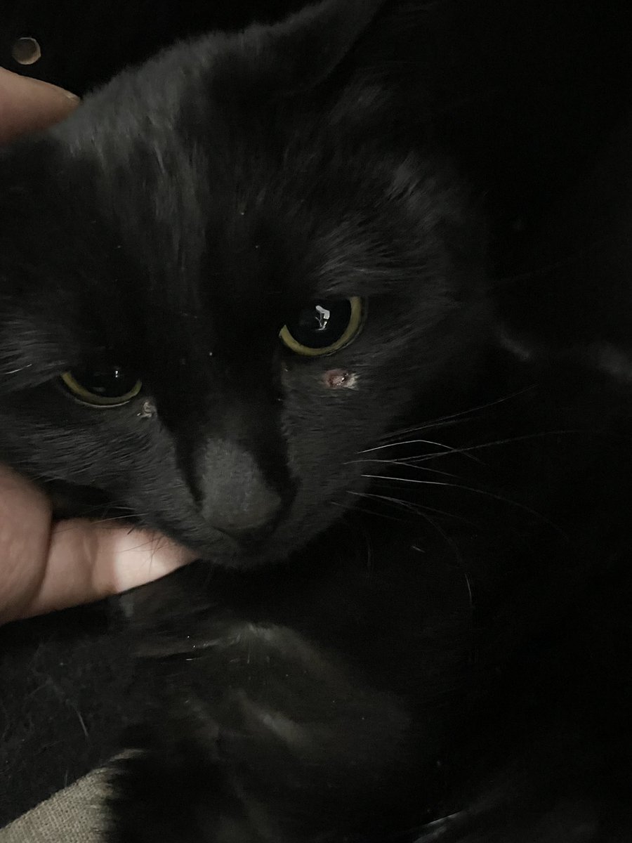 coconuts_cat_re's tweet photo. ナッツが目の下に怪我をしました😿 https://t.co/4wHSBupsOr