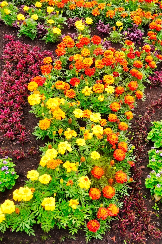 "Floral Trail" © Arlene Winkleman - 1/43 images in BCC Members Exhibition at the Wellesley Free Library, 530 Washington Street, Wellesley, MA.

The show ends Thursday 3/28, please come visit these last two days! More info at bostoncameraclub.org.