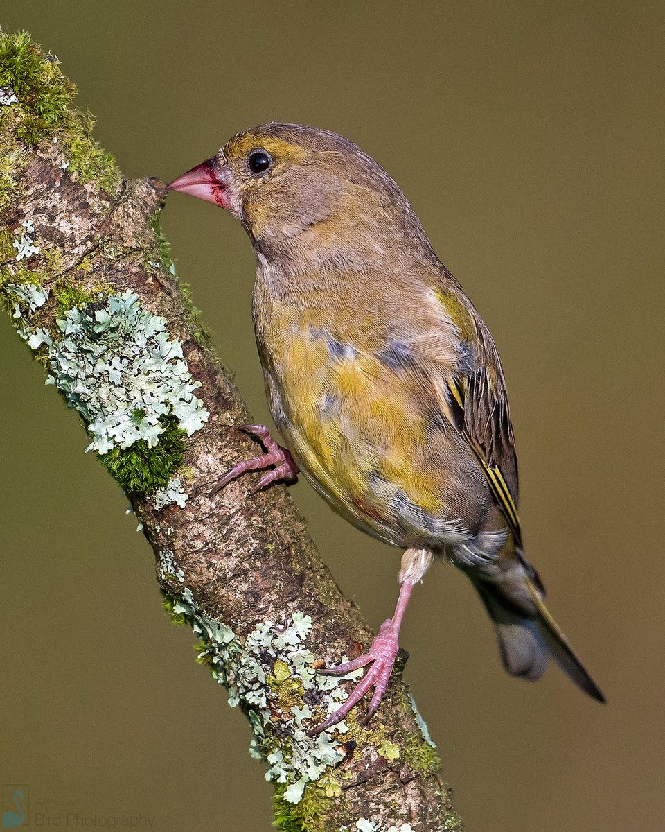 European greenfinch (Chloris chloris) is a small bird that is widespread throughout Europe, North Africa and Southwest Asia. Mainly resident, but some northernmost populations migrate further south feeding on seeds, berries, fruit, buds, flowers. #IndiAves