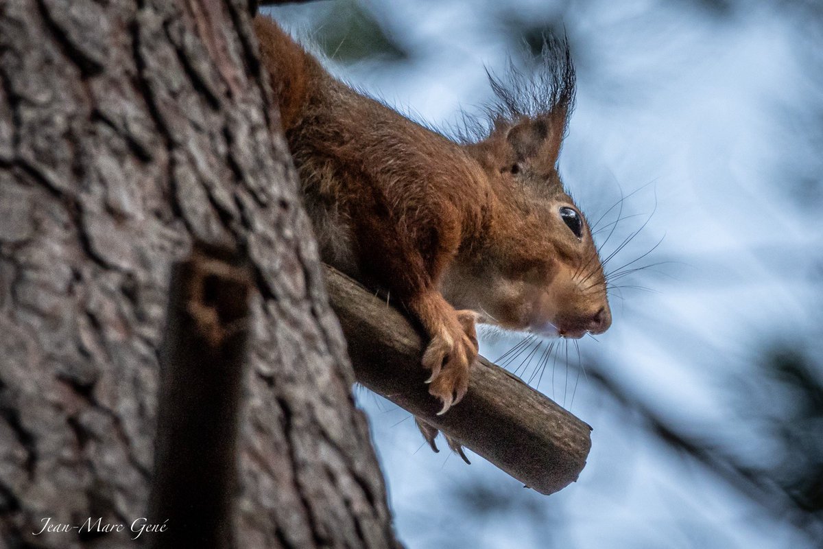 jmg1134's tweet photo. Petit écureuil aux aguets…
#squirrel #ecureuil #animal #wildanimals #wildlife #wildlifenature #foret #forest #photography #photographie #photo #photooftheday #canonfr #natgeo https://t.co/VnRc7mihx1
