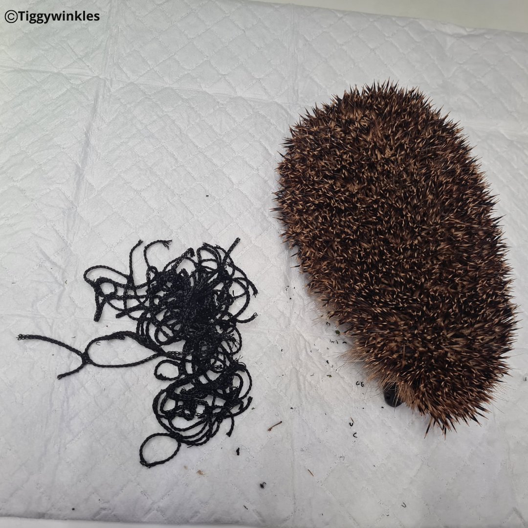 Tiggywinkles tweet media