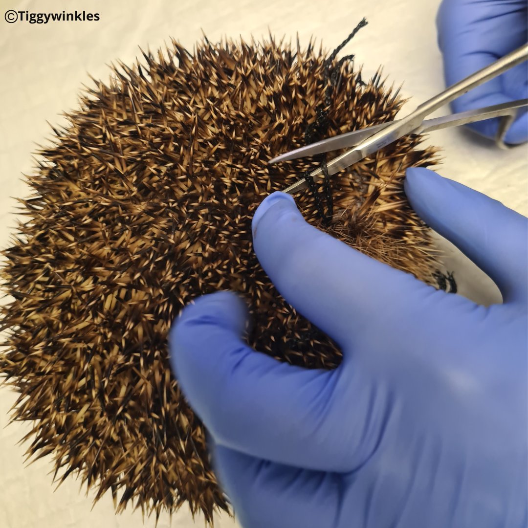 Tiggywinkles tweet media