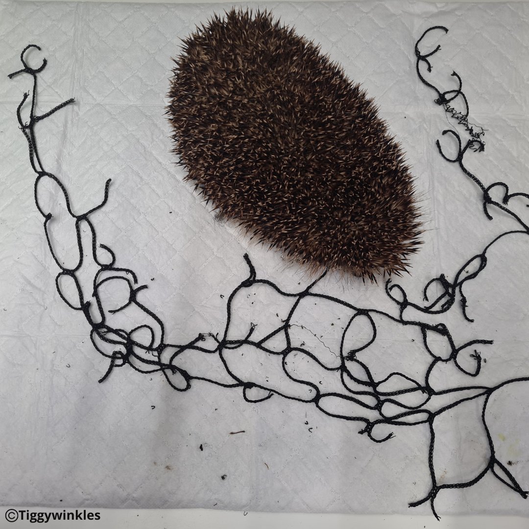 This hedgehog was brought in after getting caught in some football netting. Fortunately, we were able to cut the netting off. He had some markings where the netting had been cutting in to his skin so will stay with us for observation for a little while to ensure these heal well.