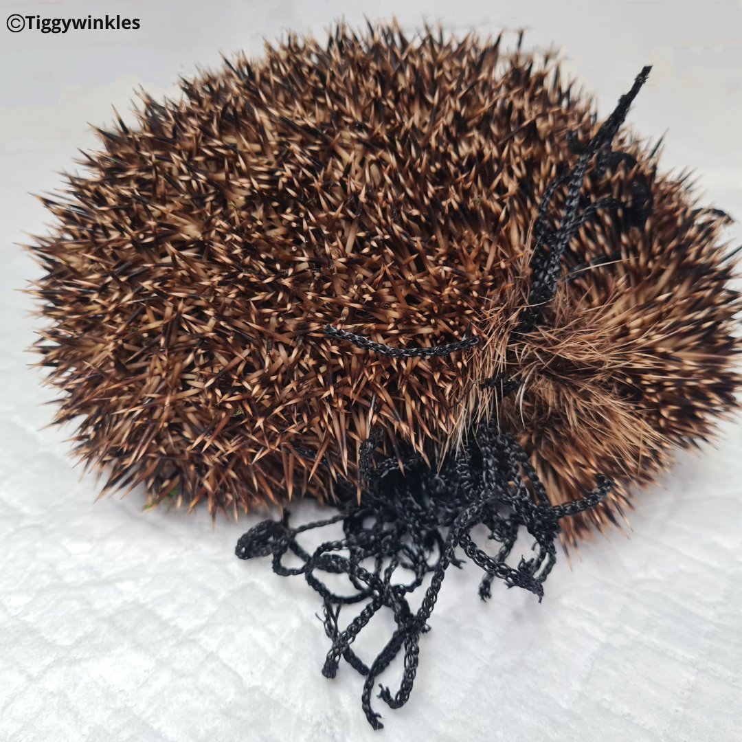 Tiggywinkles tweet media