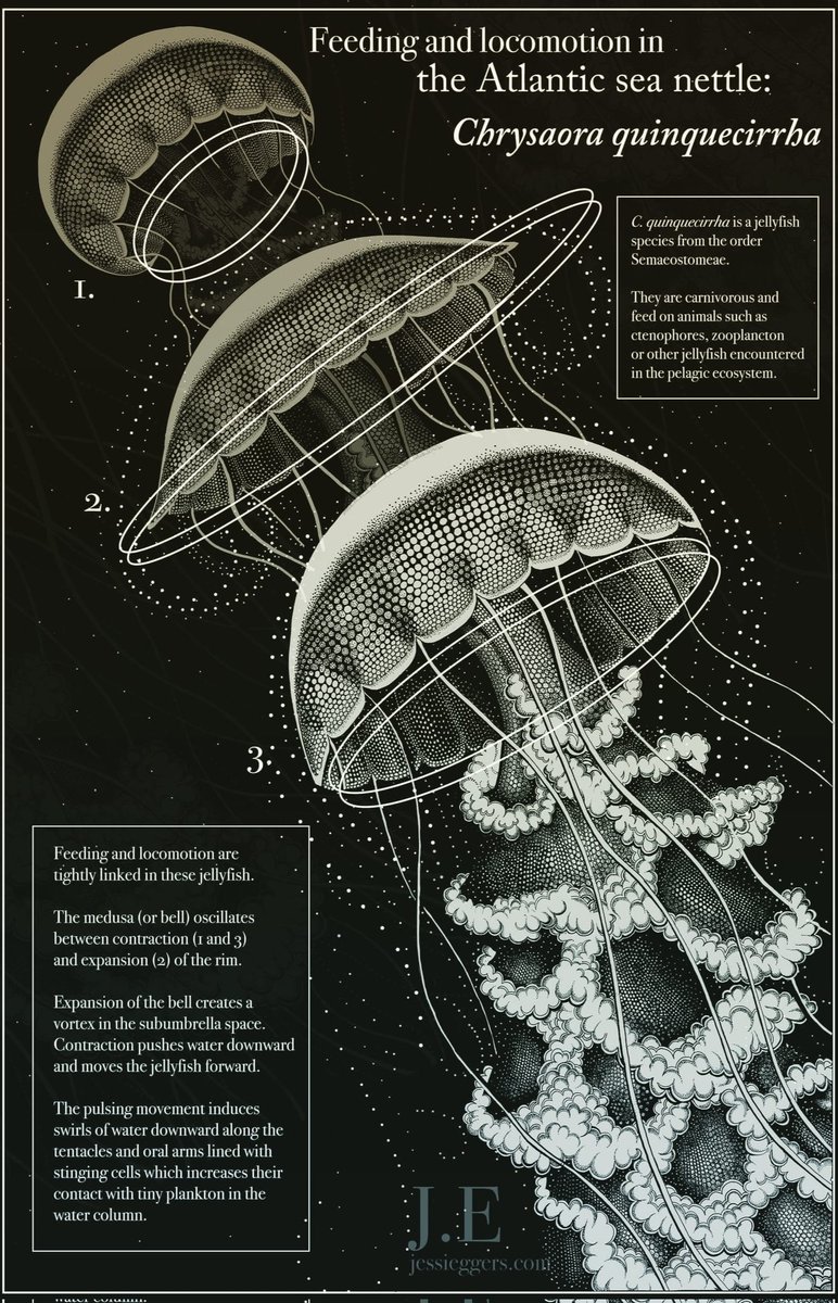 Feeding and locomotion in the #jellyfish Chrysaora quinquecirrha and how the movement of the bell kills two bird with one stone (see image for more info) . #scientificillustration #sciart #scicomm #invert #invertebratezoology