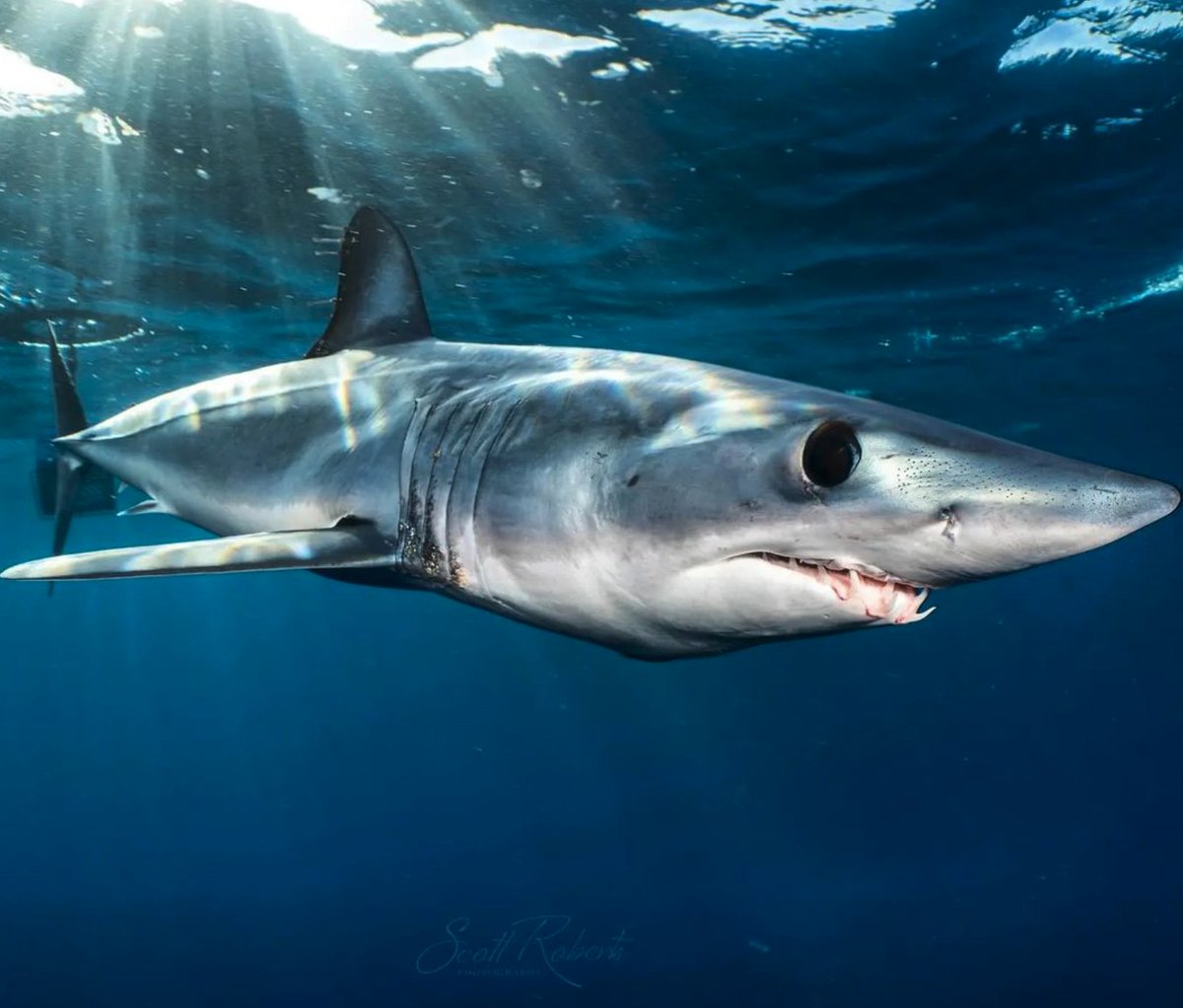 Tag a Mako shark lover! Have you ever encountered one? 🦈 📸 @scottrobertstries #wearessi #shark #makoshark #diving #sharklover #divessi #underwater