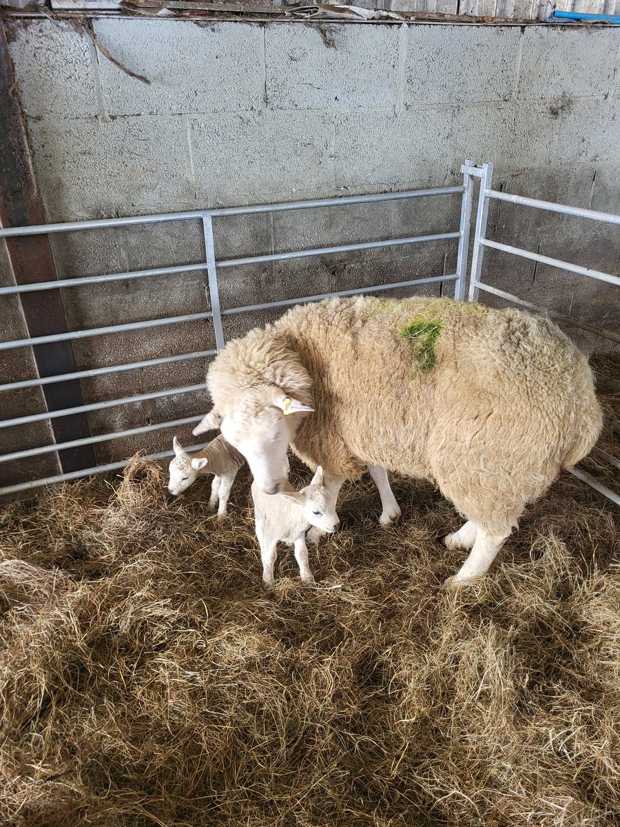 Julie Jenkins tweet media