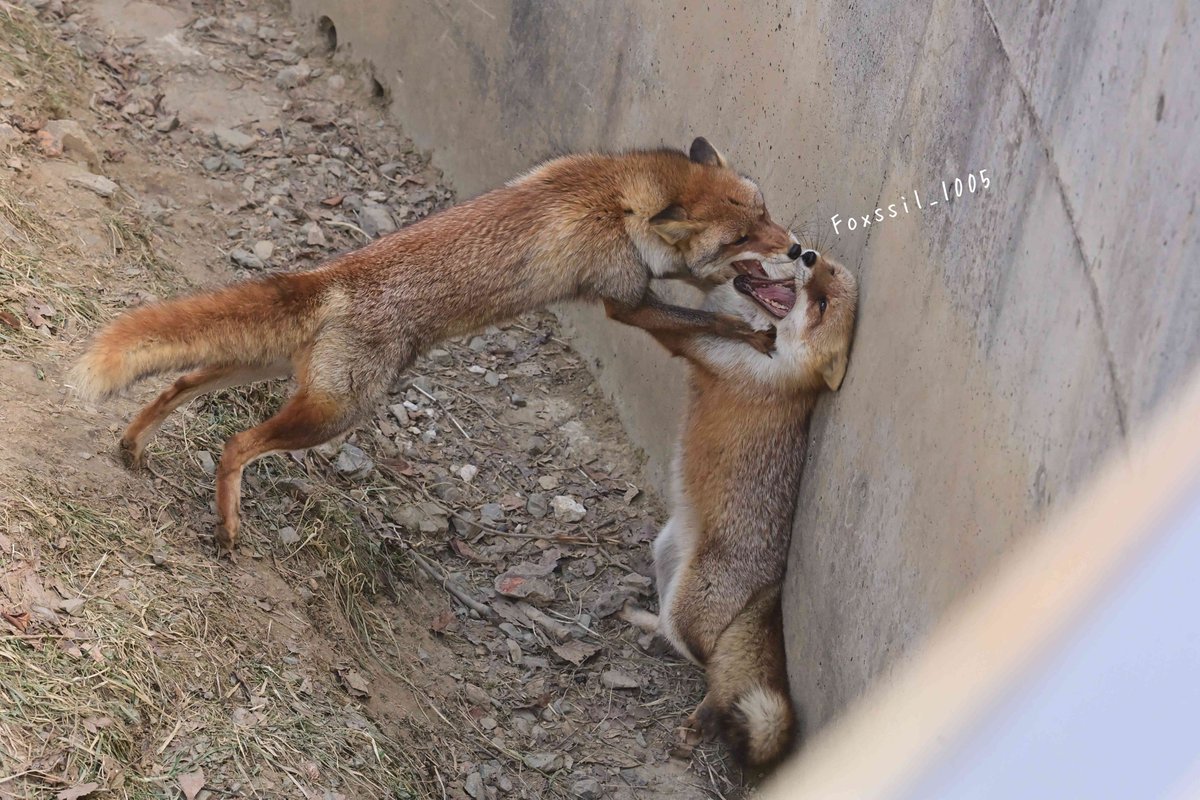 Foxssil(フォクシル) tweet media