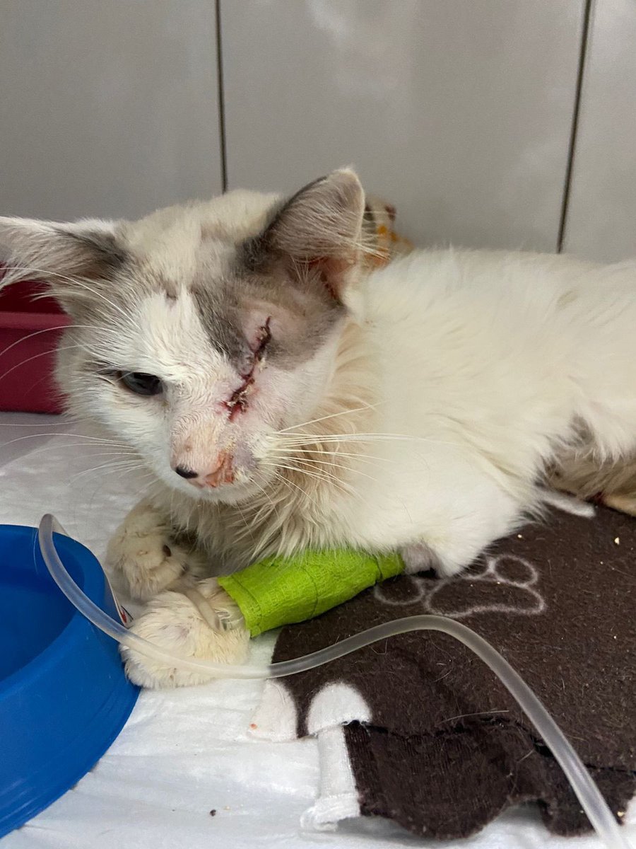 Nosso Jão não está bem. Seu olho melhorou, tiramos os pontos da enucleação, mas agora é a FIV atacando. A dra já nos passou que talvez a única opção seja deixar ele descansar. O hematócrito está em 10, diminuindo, e auto aglutinando. Ou seja, sem possibilidade de transfusão. 💔