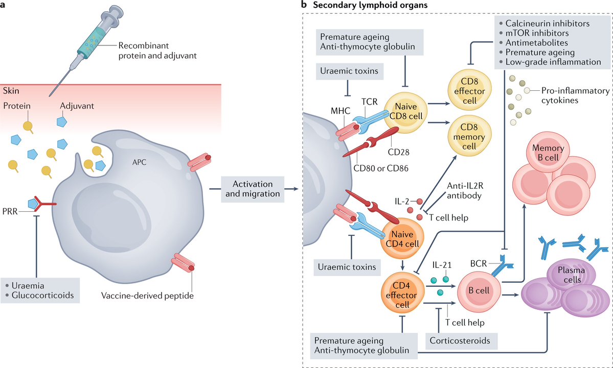 Generation of vaccine-specific immunity and potential mechanisms of alteration in kidney failure go.nature.com/3cdDfrH