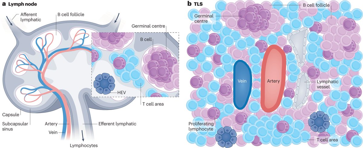 Structural differences between secondary lymphoid organs and tertiary lymphoid structures go.nature.com/3BhxZMx