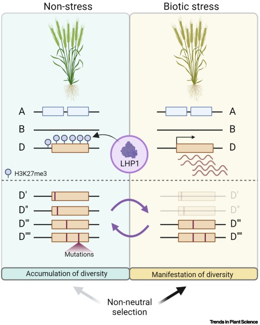 A neat wheat trick to hide genes from selection dlvr.it/T4hM8N