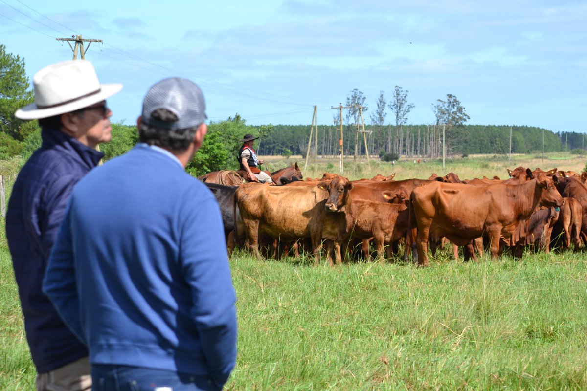 Día de Campo #Brangus en Gobernador Virasoro, #Corrientes. Linda jornada para conocer más sobre esta raza. <a href="/BrangusArgentin/">Brangus Argentina</a>