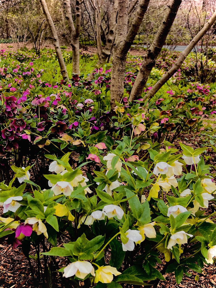 The Hellebore are putting on a good show.