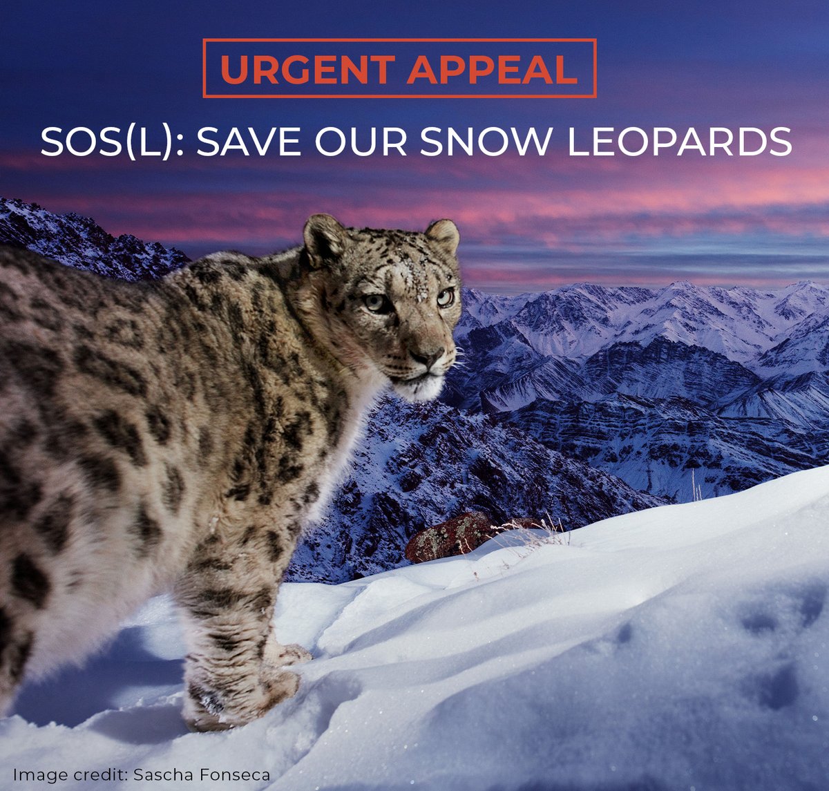 The sole predator of #SnowLeopards? Humans. ‼️ Poaching, habitat loss, climate change and retaliatory killings resulting from human-wildlife conflict are the main reasons this big cat is under threat. Make a difference today and donate now at bit.ly/SnwLprdApl