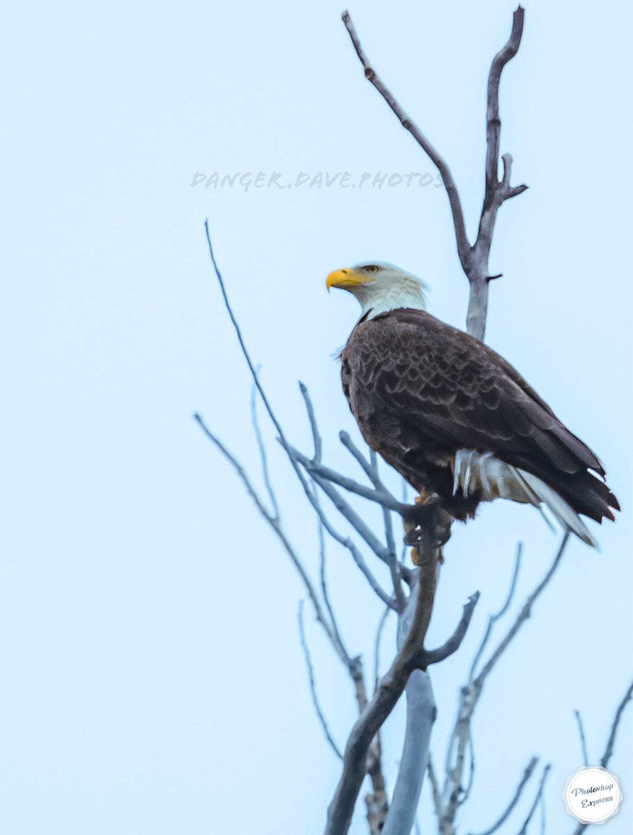 Bald Eagle, Milford Lake Kansas. Overcast skies and the setting sun were not working in my favor but I had the best co-pilot a man could ask for ❤️ 
📸 🦅 🇺🇸 

#baldeagle #outdoors  #hiking #kansas #birding #birdphotography #beautiful #photography #photographer  #adventure