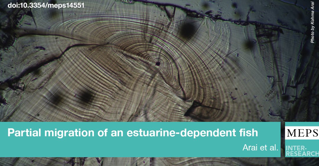 MEPS_IR's tweet photo. #PartialMigration of an #estuarine-dependent #fish controlled by early growth and environmental drivers. Revealed through #OtolithMicrostructure, chemistry, dynamic time warping (DTW), and machine learning algorithms
https://t.co/jMMUphagX9 https://t.co/saZlFqValZ