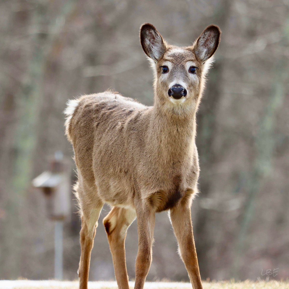 “All good things are wild and free.” -Henry David Thoreau 🤎

#WildlifeWednesday #WhitetailDeer #WildlifePhotography #TeamCanon