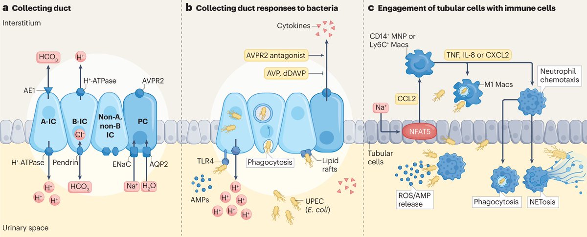 Antibacterial responses of the kidney collecting duct to uropathogenic Escherichia coli go.nature.com/3tiXKLT