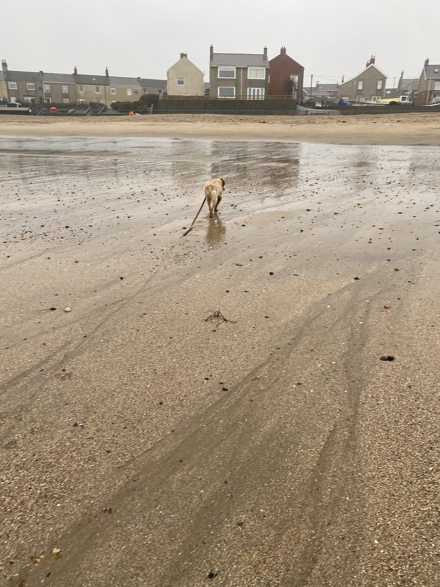 Super Spaniels tweet media