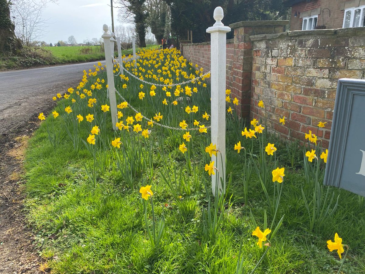 An autumn of #planting thousands of #Daffodils in #Norfolk &amp; #Suffolk gardens

We're sure you’ll agree, a lovely display for their first year!

mnhorticulture.com

#horticulture #gardens #spring #flowers #WeAreAPL