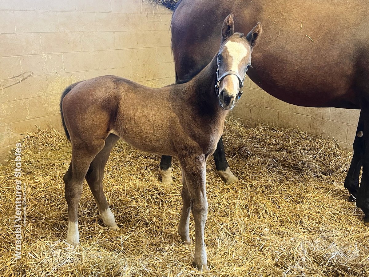 Almond Joy, our Candy Ride (@LanesEndFarms) filly o/o American Thriller has already perfected the head tilt. Thanks to @HousatonicGWA4 for both this recommended mating and the great pic!