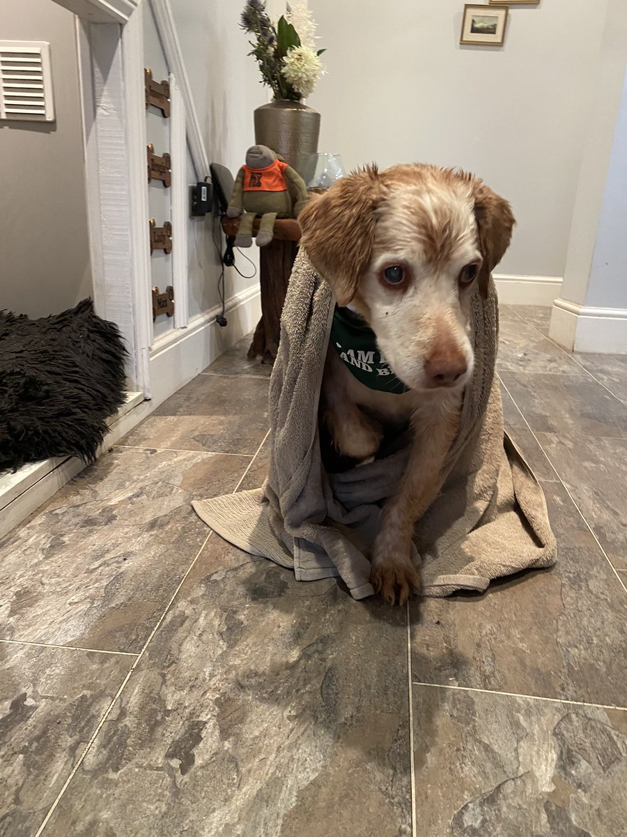 Super Spaniels tweet media