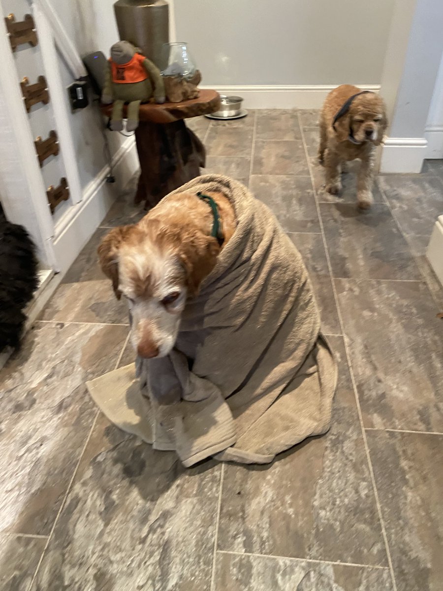 Super Spaniels tweet media